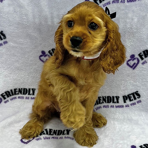 Cocker Spaniel Puppy