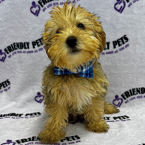 Yorkiepoo Puppy