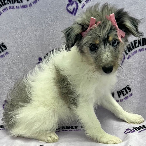 Aussiedoodle Puppy