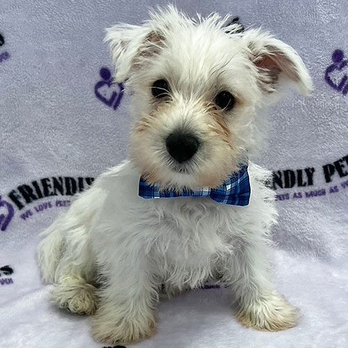 Westie Puppy