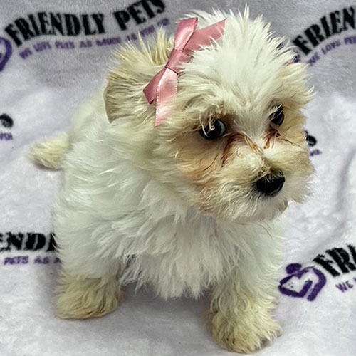 Havanese Puppy