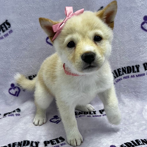 Shiba Inu Puppy