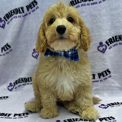 Mini Goldendoodle Puppy