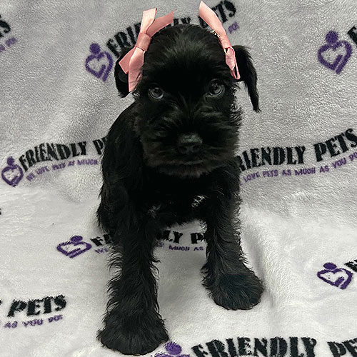 Mini Schnauzer Puppy