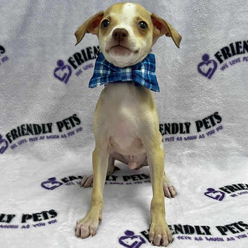 Italian Greyhound Puppy