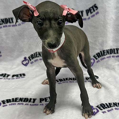 Italian Greyhound Puppy