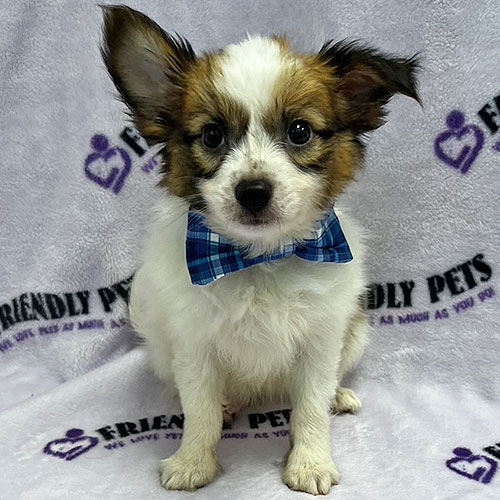 Papillon Puppy