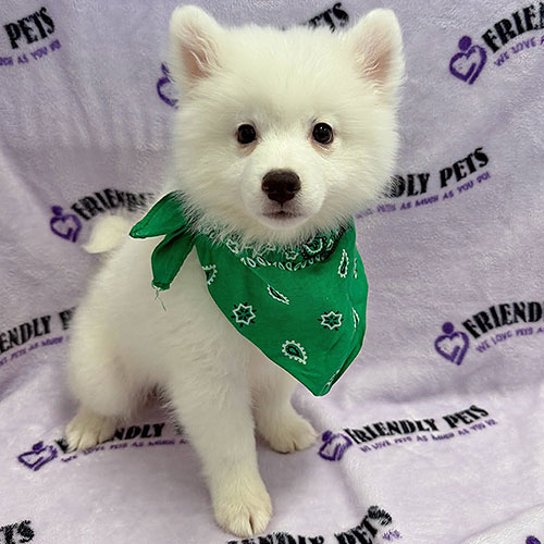 American Eskimo Puppy