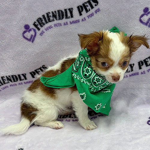Chihuahua Puppy