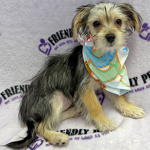 Milkie Puppy