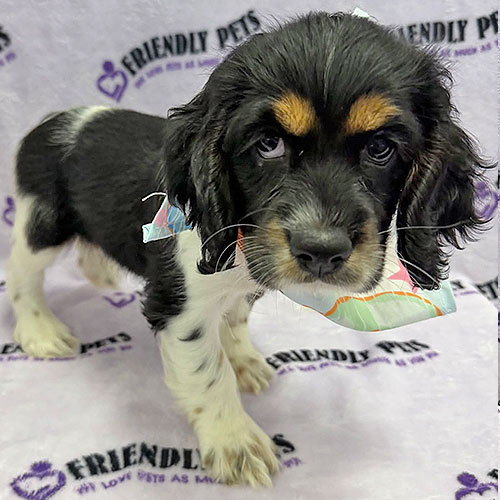 Cocker Spaniel Puppy