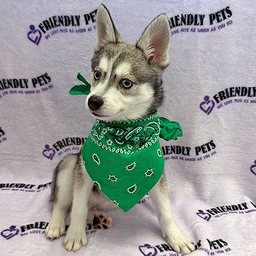 Alaskan Klee Kai Puppy