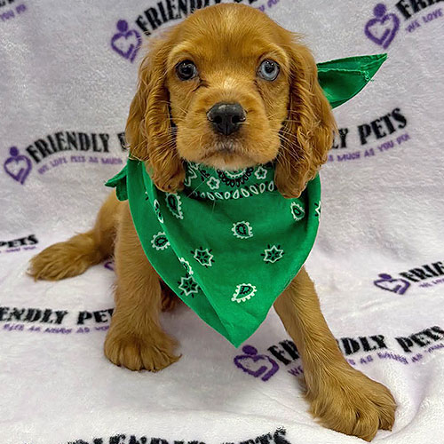 Cocker Spaniel Puppy