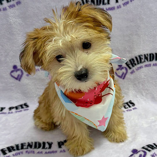 Morkie Puppy