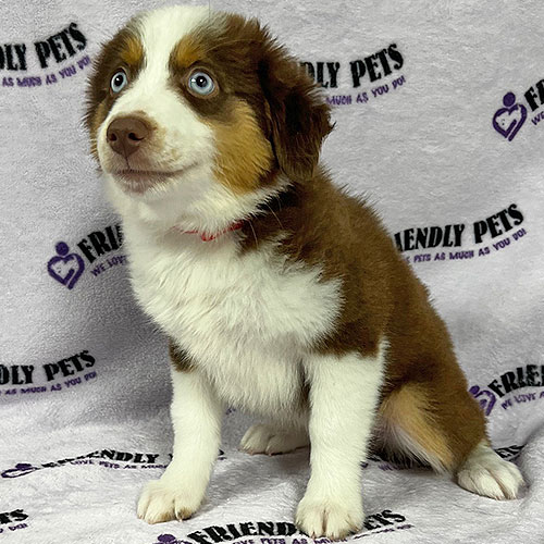 Mini Aussie Puppy