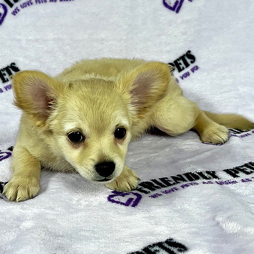 Chihuahua Puppy