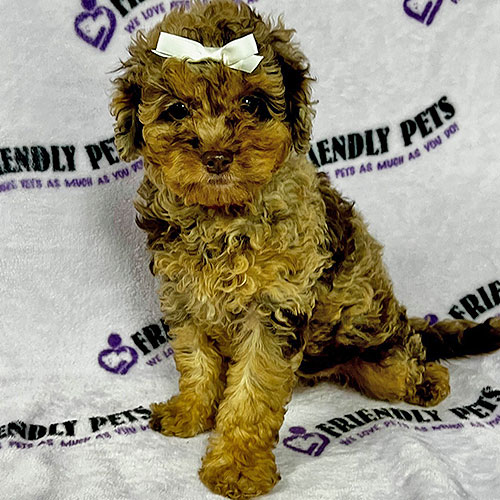 Cavapoo Puppy