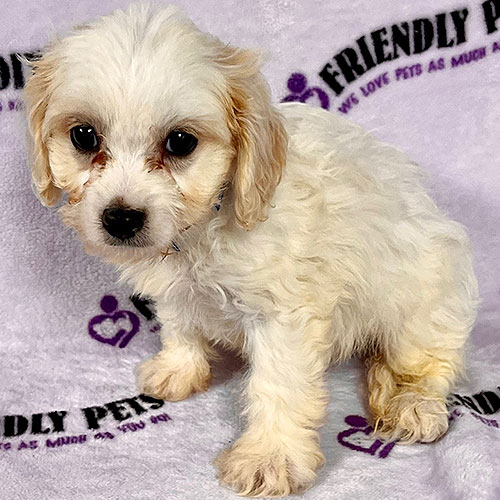 Cavachon Puppy