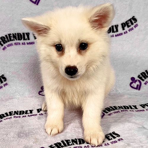 American Eskimo Puppy