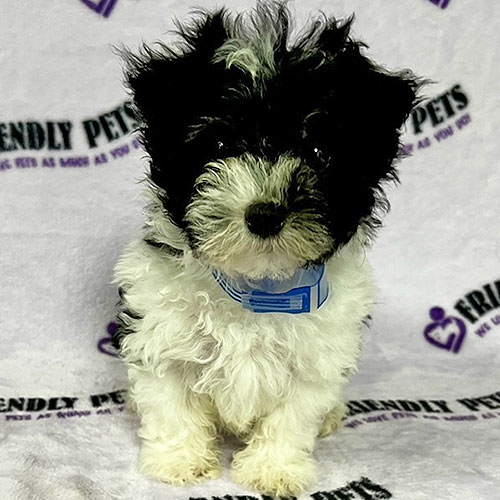 Havanese Puppy