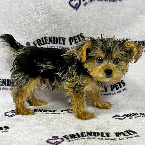 Yorkie Puppy