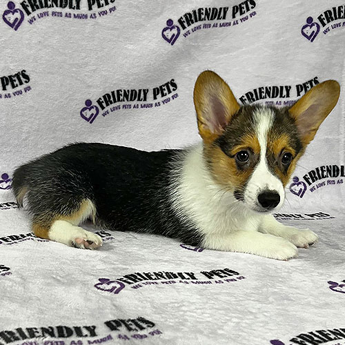 Pembroke Welsh Corgi Puppy