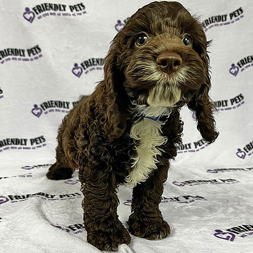 Cockapoo Puppy