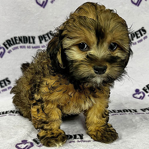 Lhasapoo Puppy