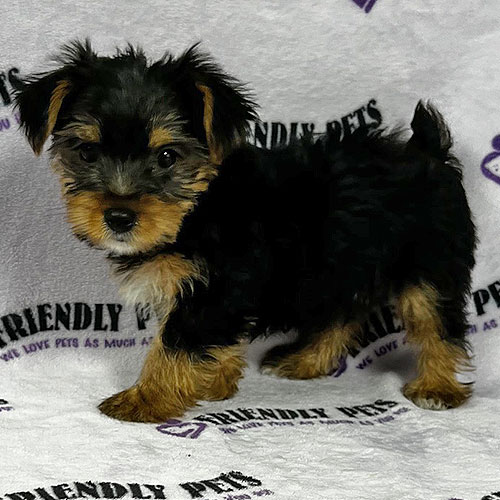 Morkie Puppy