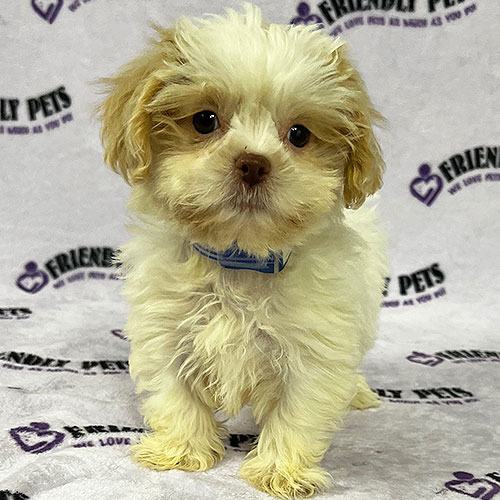 Shihpoo Puppy