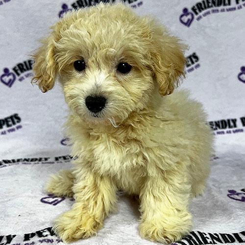 Bichonpoo Puppy