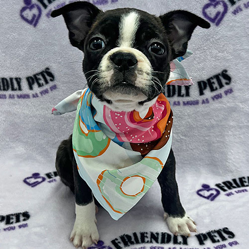 Boston Terrier Puppy