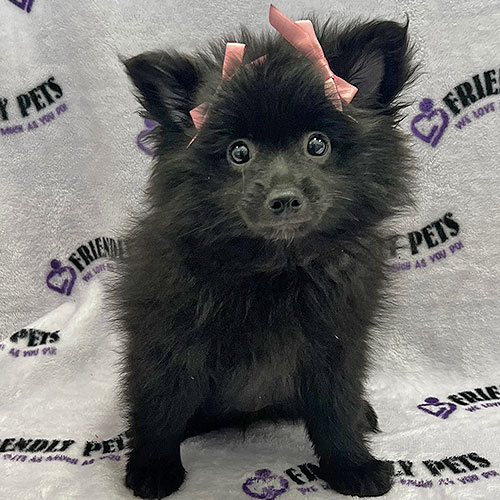 Pomeranian Puppy