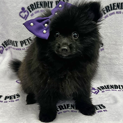 Pomeranian Puppy