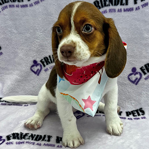 Beagle Puppy