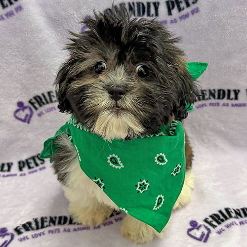 Zuchon Puppy
