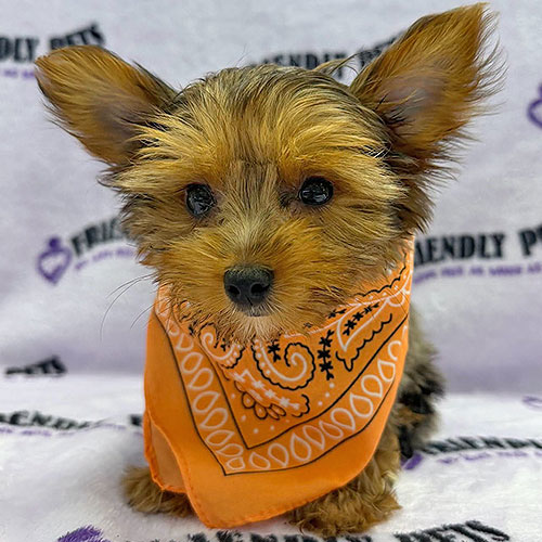 Yorkshire Terrier Puppy
