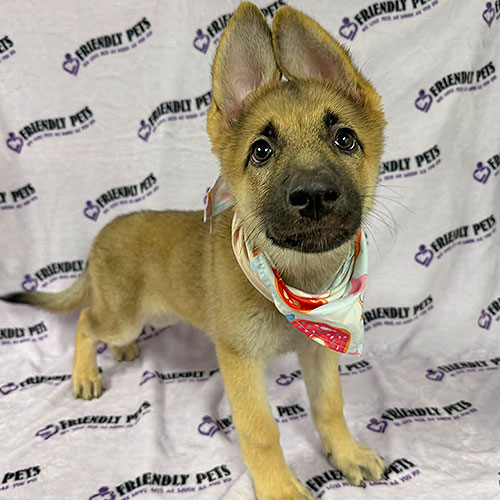 German Shepherd Puppy