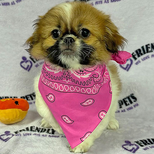 Pekingese Puppy
