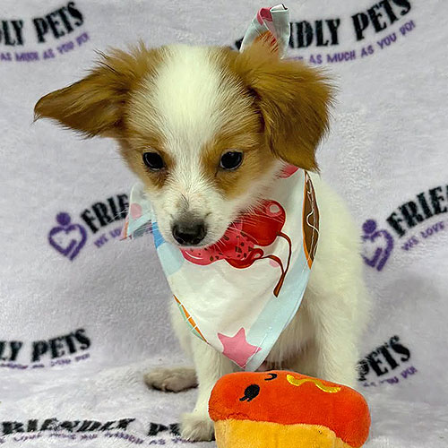 Papillon Puppy