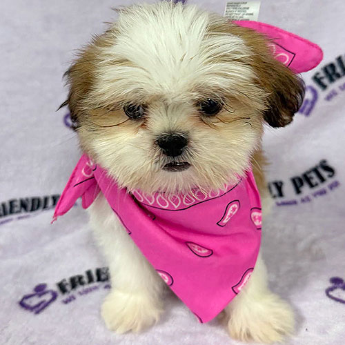 Shih Tzu Puppy