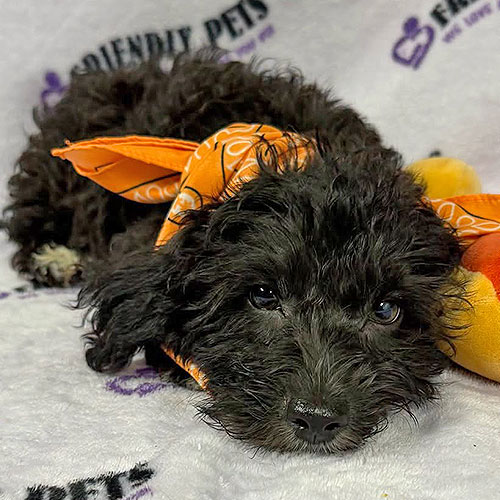 Yorkiepoo Puppy