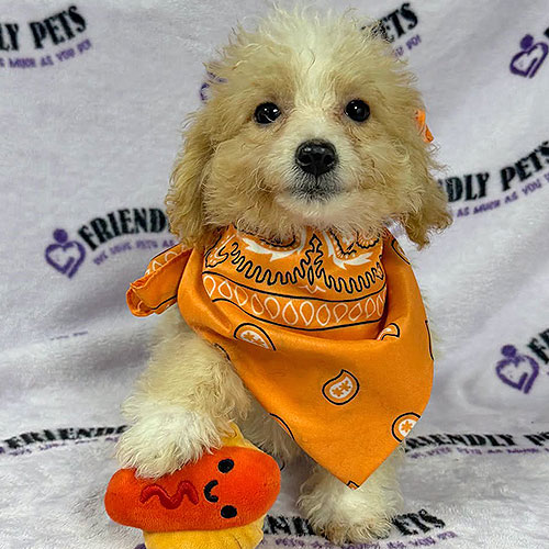 Bichonpoo Puppy