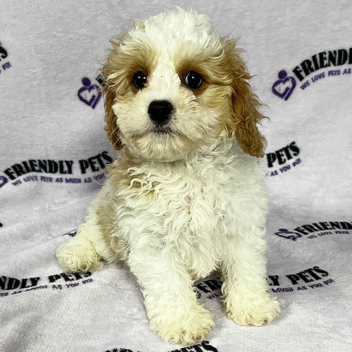 Cavachon Puppy