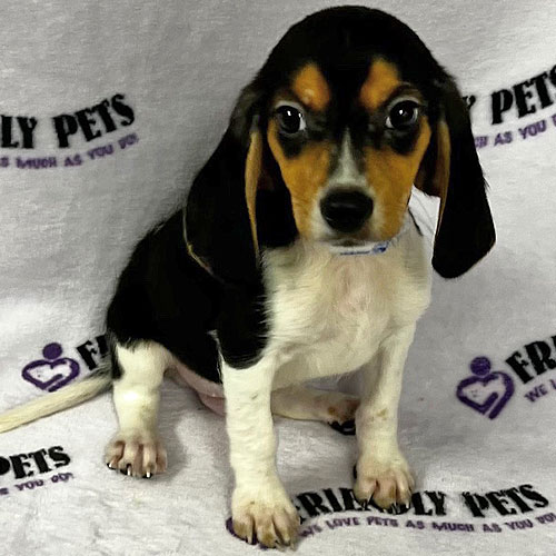 Beagle Puppy