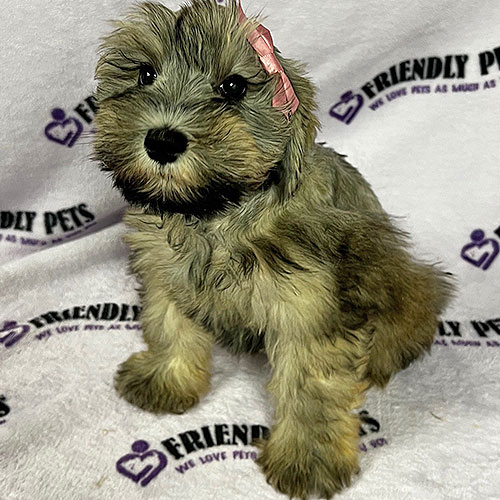 Mini Schnauzer Puppy