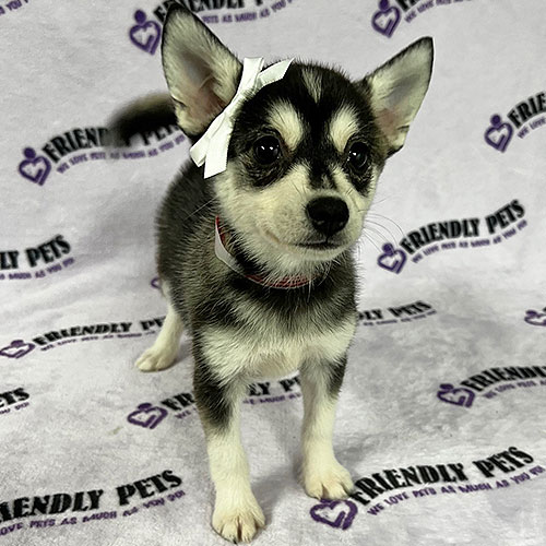 Alaskan Klee Kai Puppy