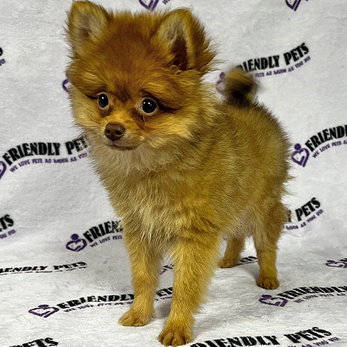 Pomeranian Puppy