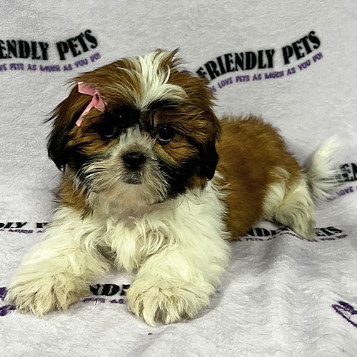 Shih Tzu Puppy