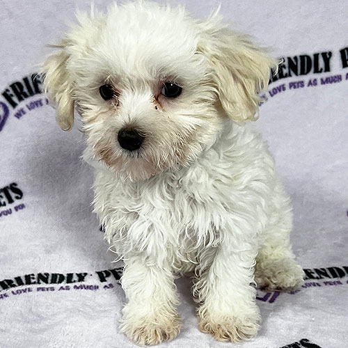 Maltese Puppy